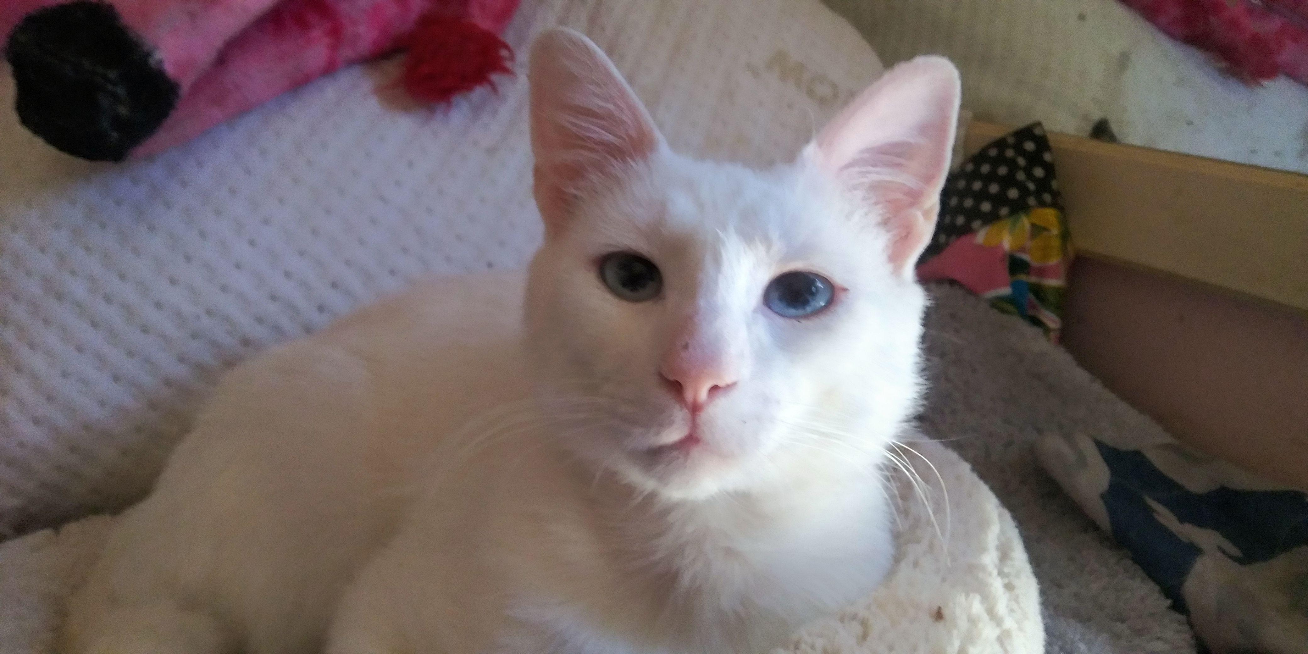 Barry, a Adoptable mixed breed in Venice, CA image 3/3