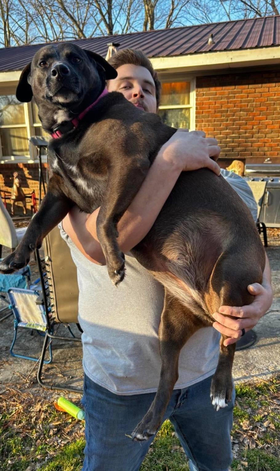 Enlarge Cleo, a ADOPTABLE Black Labrador Retriever in Fort Payne, AL image 2/2