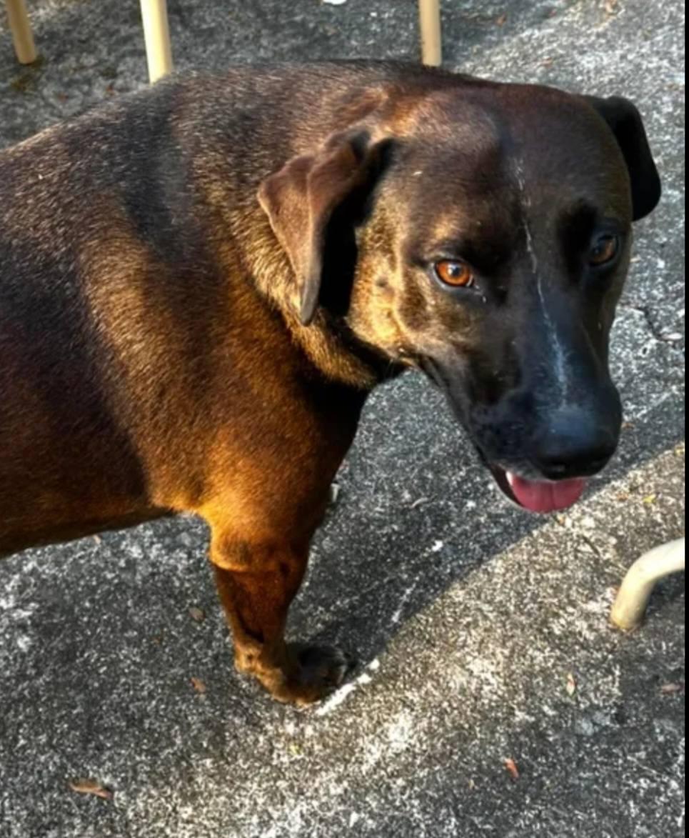 Enlarge Cleo, a ADOPTABLE Black Labrador Retriever in Fort Payne, AL image 1/2