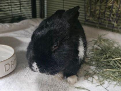 Enlarge Howard, a Adoptable Bunny Rabbit in Williamsport, PA image 2/2