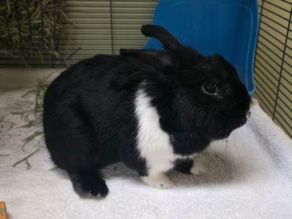 Howard, Adoptable, Senior Male Bunny Rabbit.