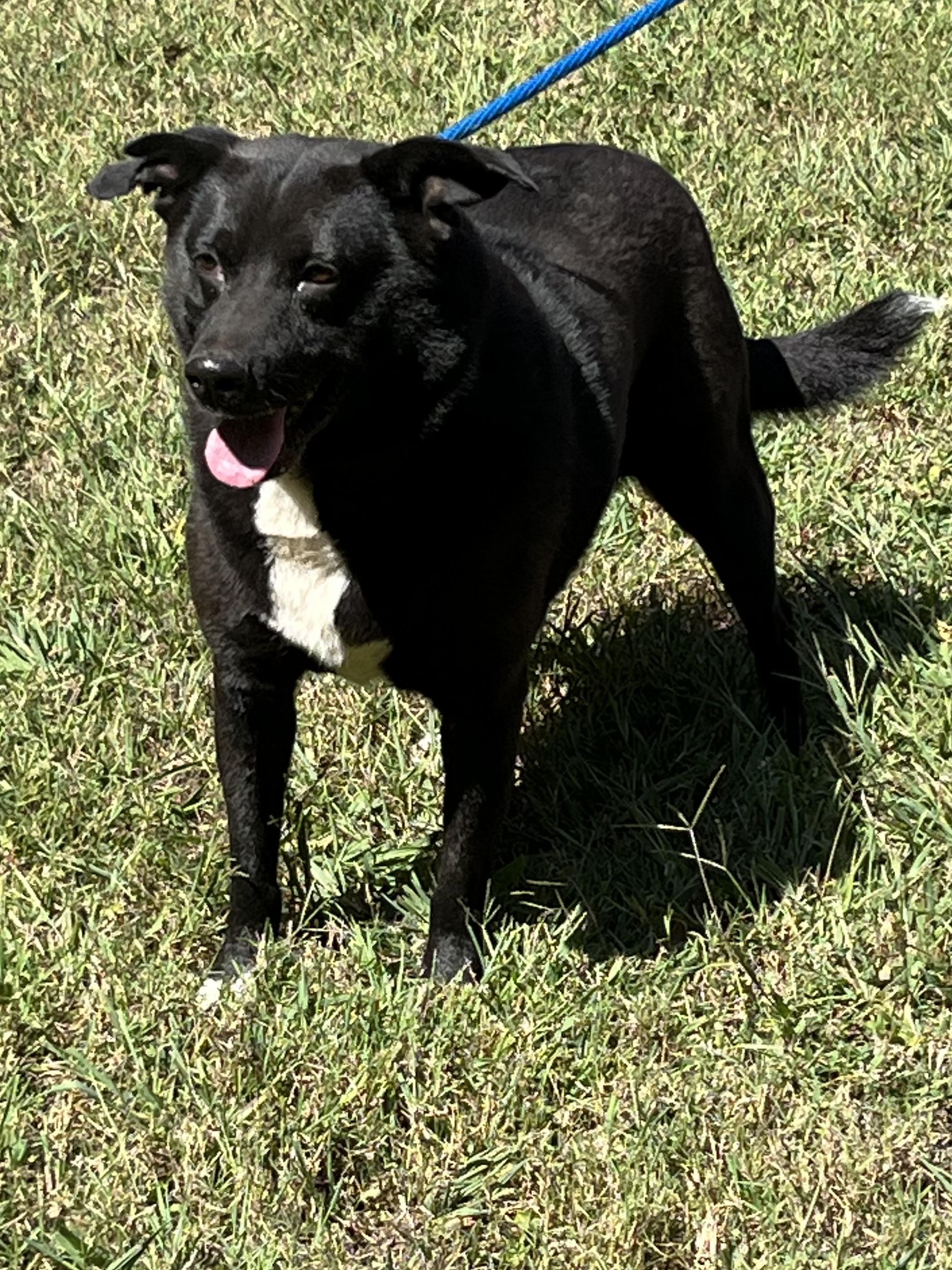 Jenna, Adoptable, Adult Female Border Collie.