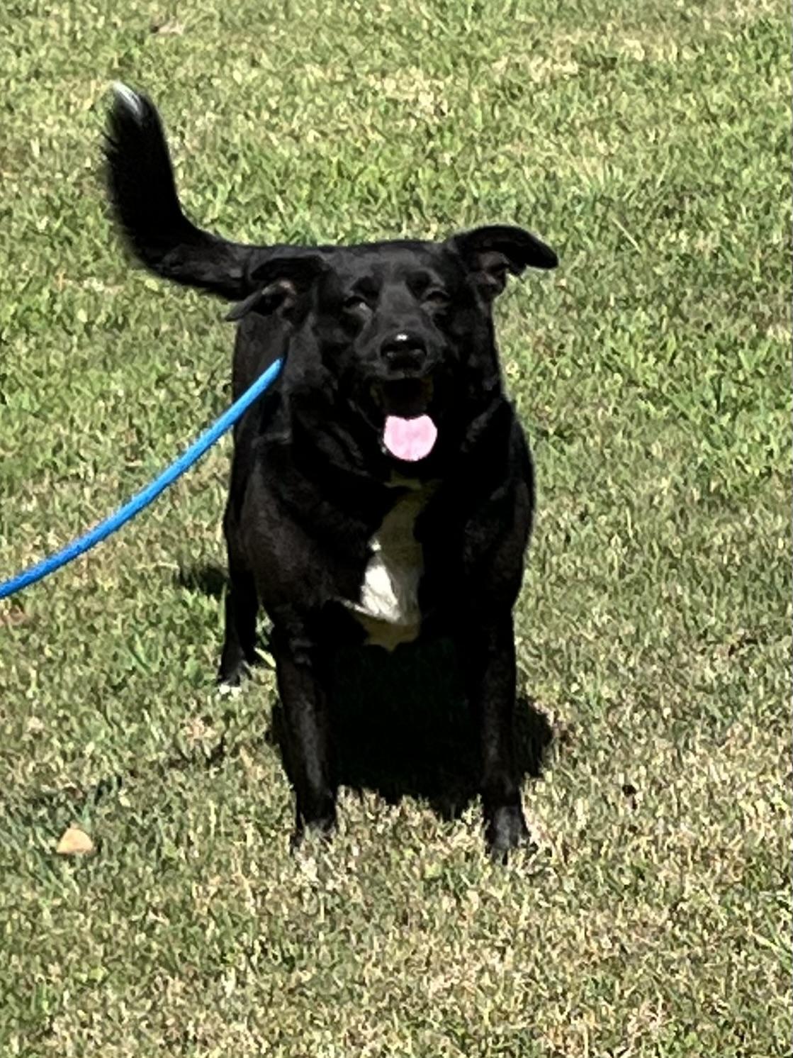 Jenna, a Adoptable mixed breed in Rock Hill, SC image 2/5