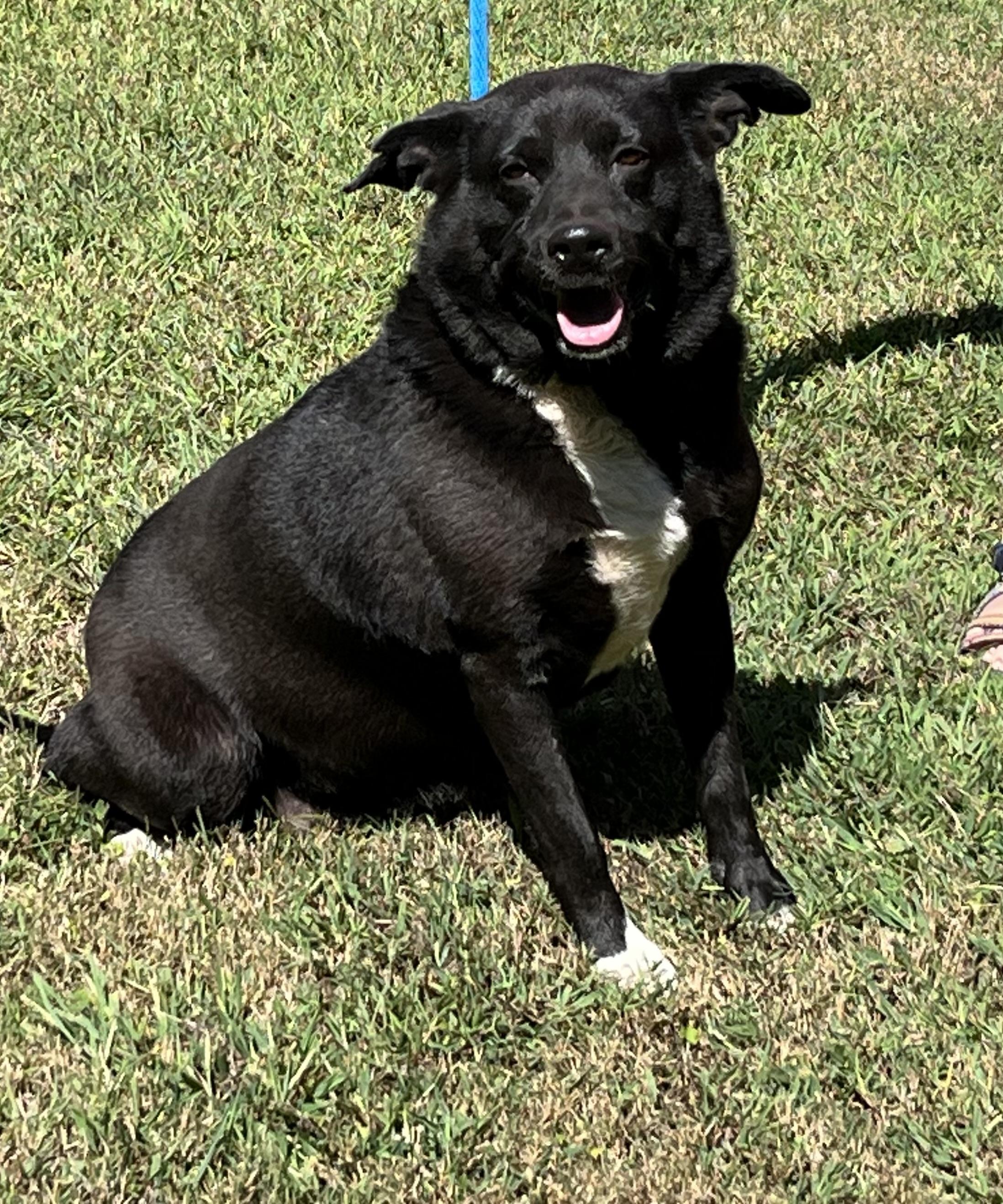 Jenna, a Adoptable mixed breed in Rock Hill, SC image 3/5