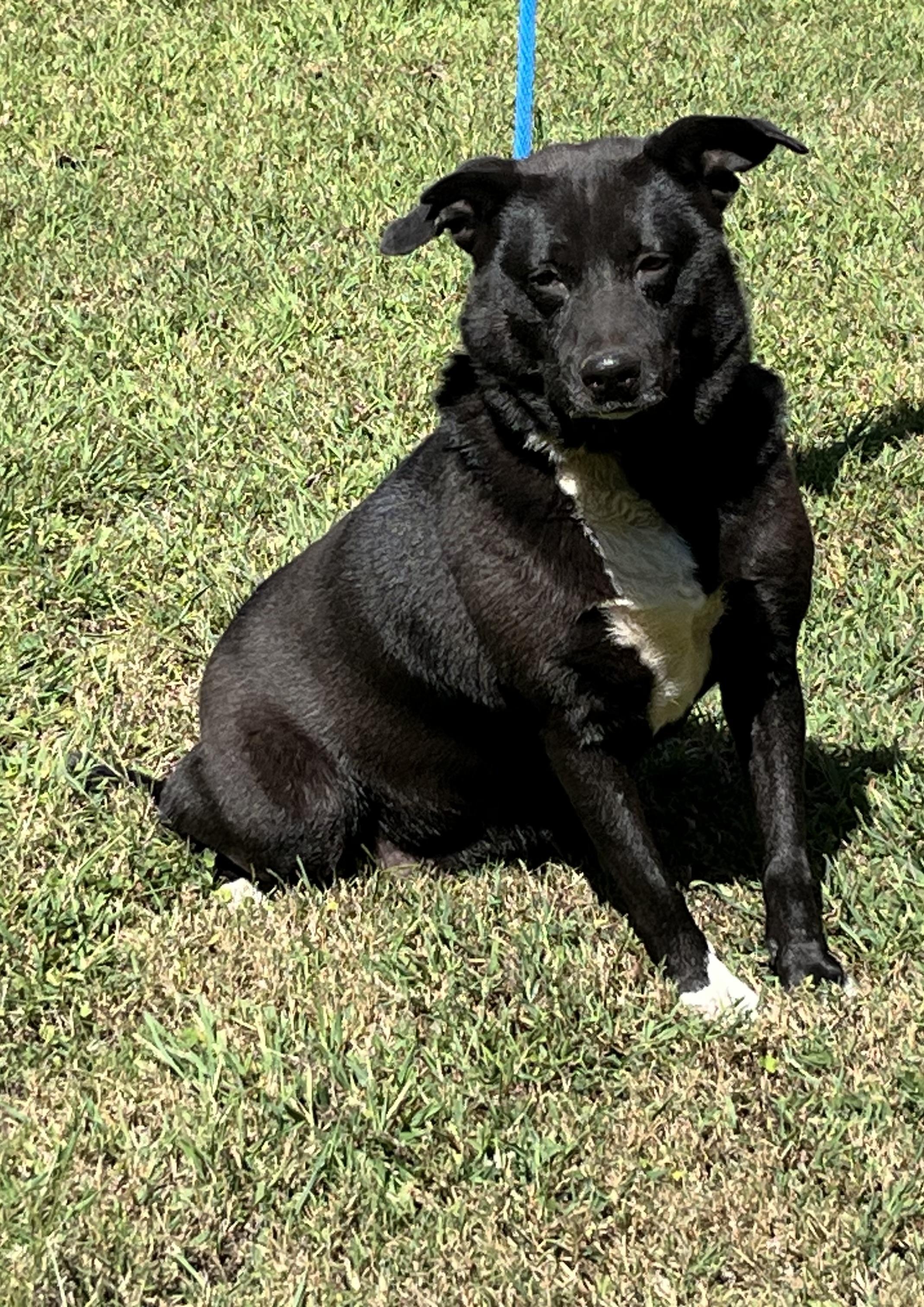 Jenna, a Adoptable mixed breed in Rock Hill, SC image 4/5