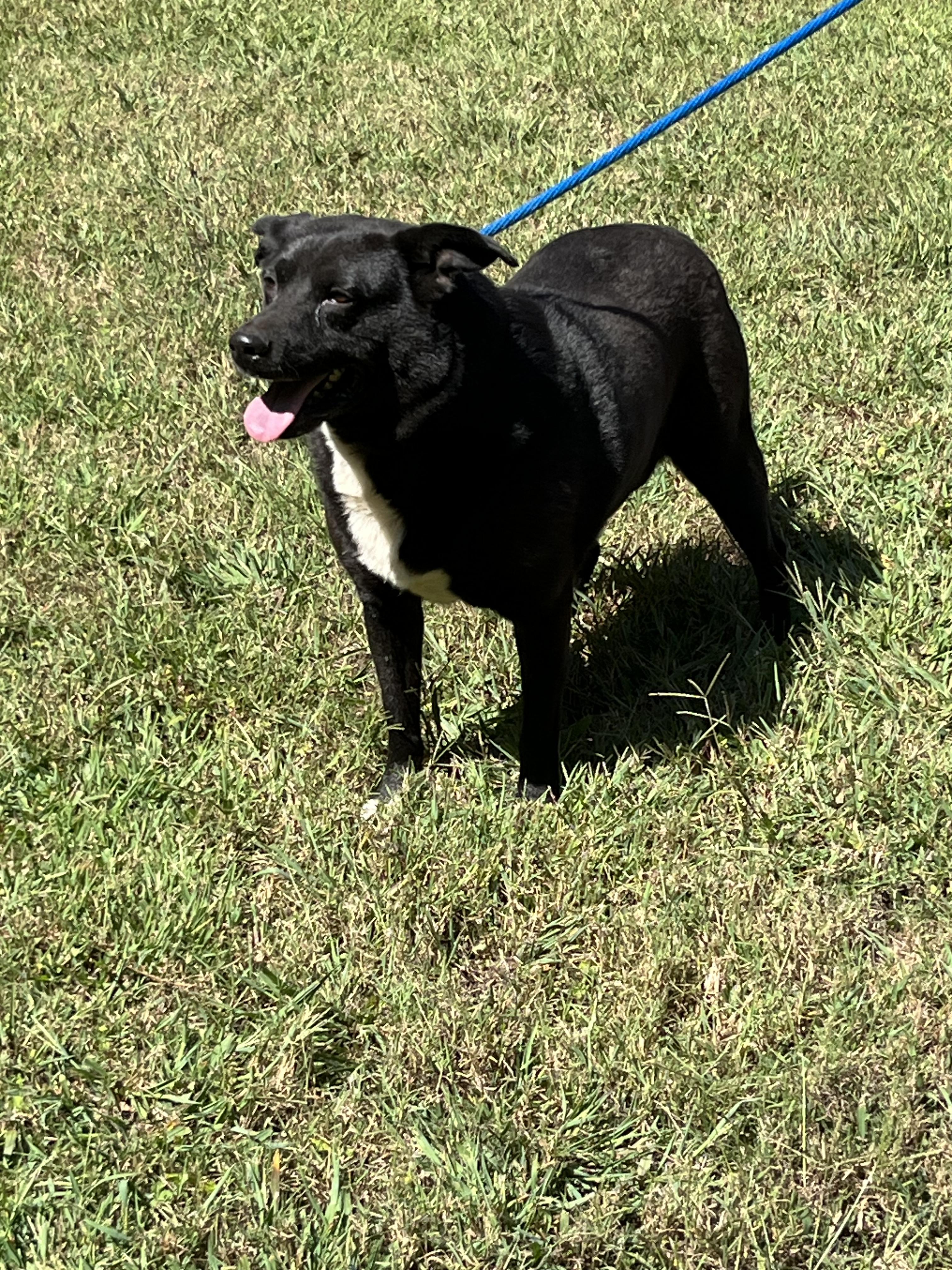 Jenna, a Adoptable mixed breed in Rock Hill, SC image 5/5