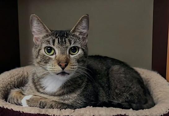 Bunny (friendly), Adoptable, Adult Female Domestic Short Hair.