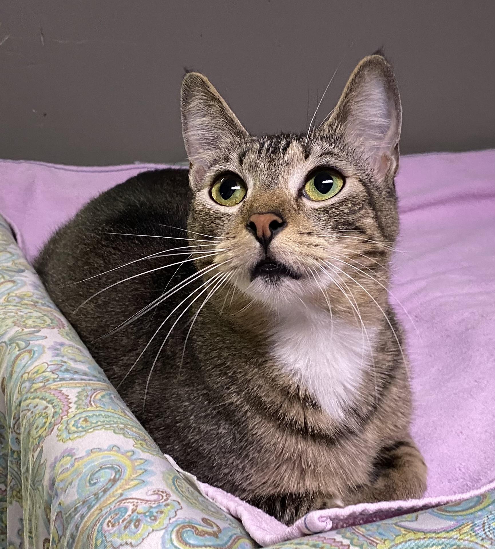 Bunny (friendly), a Adoptable Domestic Short Hair in Los Angeles, CA image 1/5