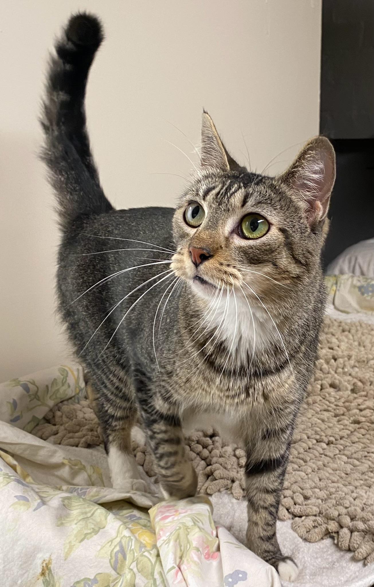 Enlarge Bunny (friendly), a Adoptable Domestic Short Hair in Los Angeles, CA image 1/6