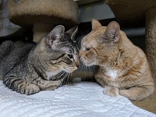 Bunny (friendly), a Adoptable Domestic Short Hair in Los Angeles, CA image 4/5