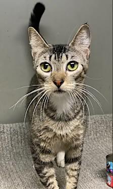 Bunny (friendly), a Adoptable Domestic Short Hair in Los Angeles, CA image 5/5