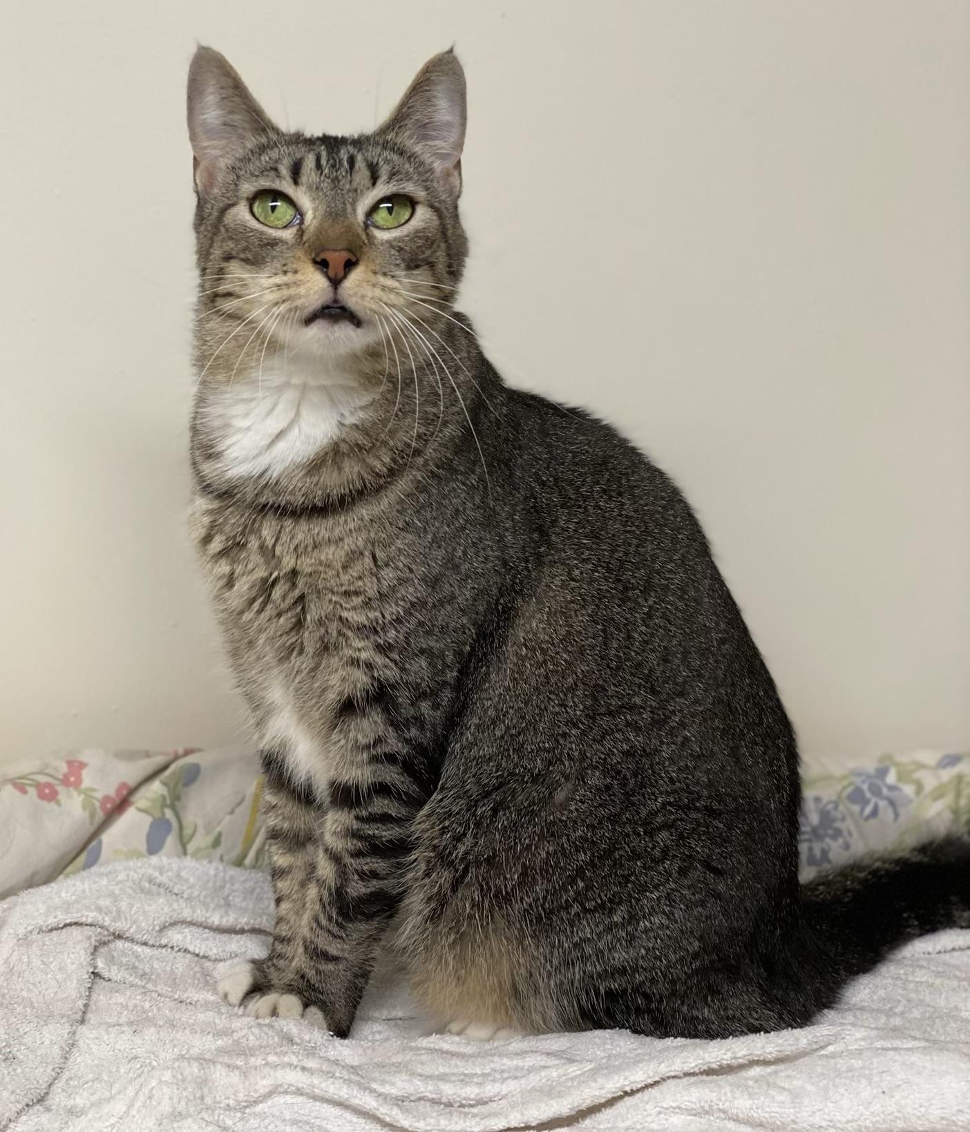 Enlarge Bunny (friendly), a Adoptable Domestic Short Hair in Los Angeles, CA image 2/5