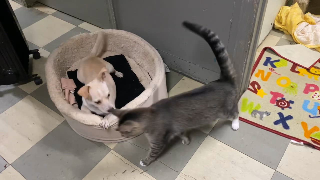 Enlarge Bunny (friendly), a Adoptable Domestic Short Hair in Los Angeles, CA video 3/5