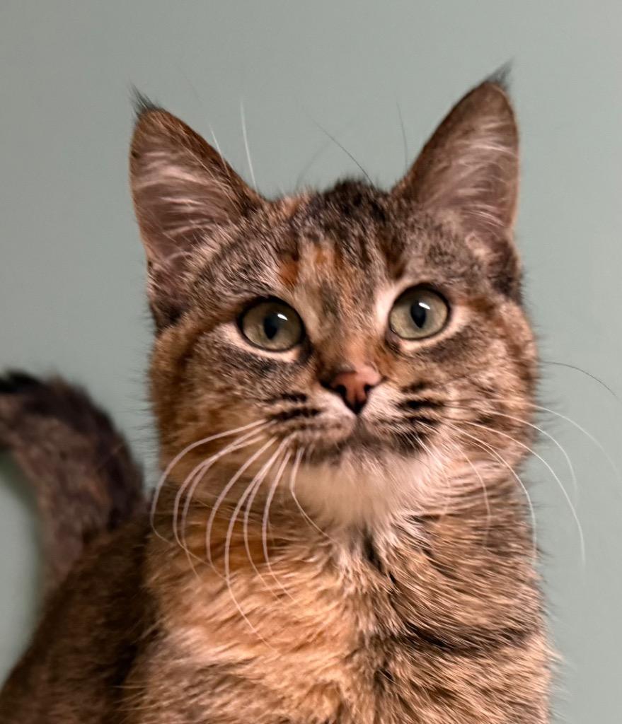 Savannah, an adopted Domestic Short Hair in Amery, WI image 1/3