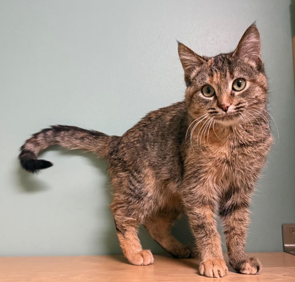 Savannah, an adopted Domestic Short Hair in Amery, WI image 2/3