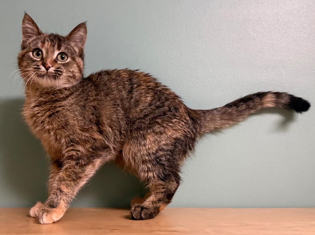 Savannah, an adopted Domestic Short Hair in Amery, WI image 3/3