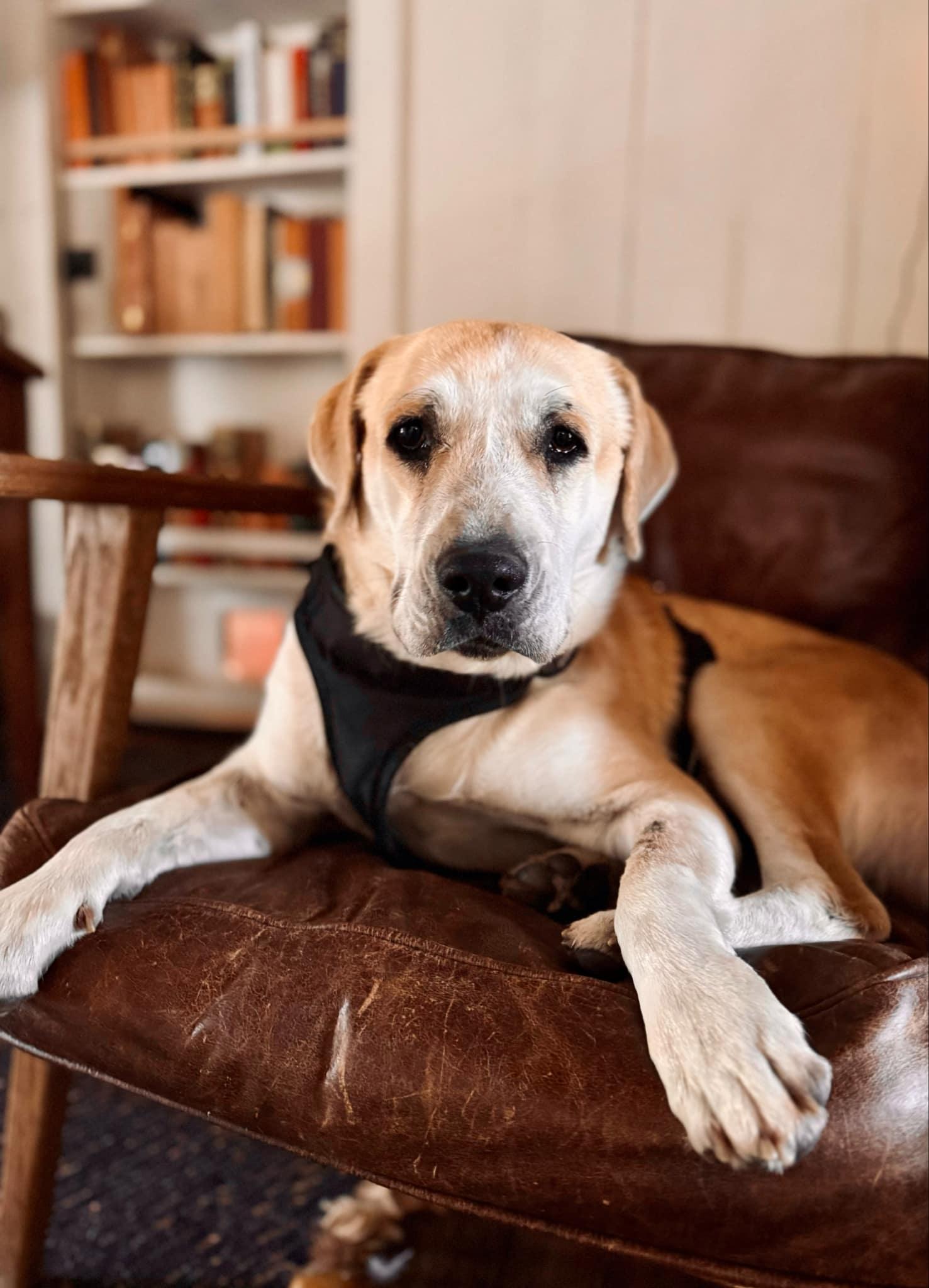 Ray Wright, Adult Male Yellow Labrador Retriever