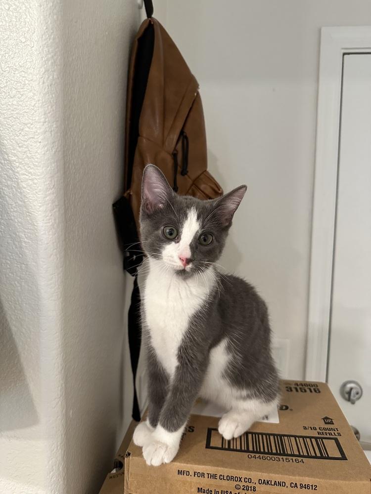 Enlarge Mouse, a Adoptable Domestic Short Hair in Fremont, CA image 1/5