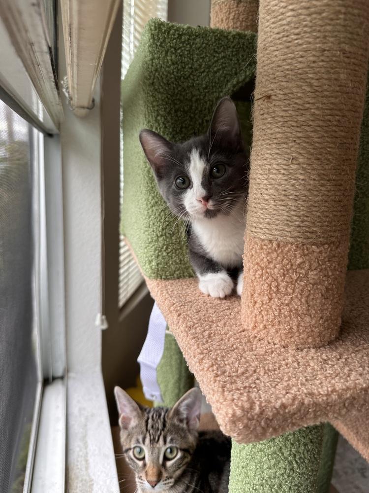 Enlarge Mouse, a Adoptable Domestic Short Hair in Fremont, CA image 2/5