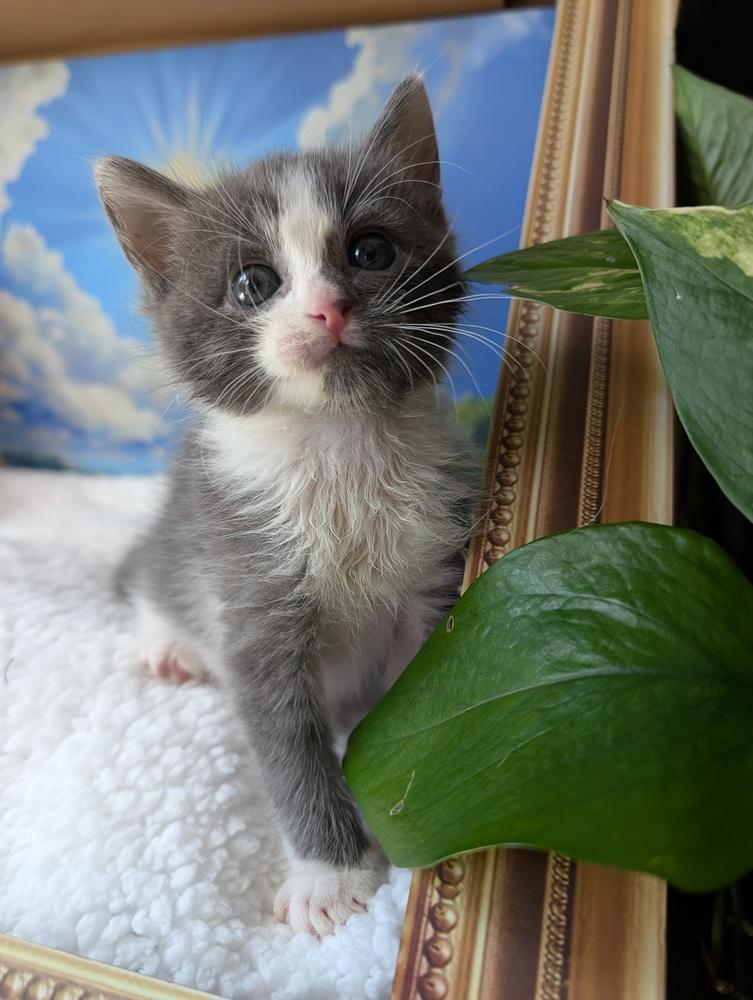 Enlarge Mouse, a Adoptable Domestic Short Hair in Fremont, CA image 4/5