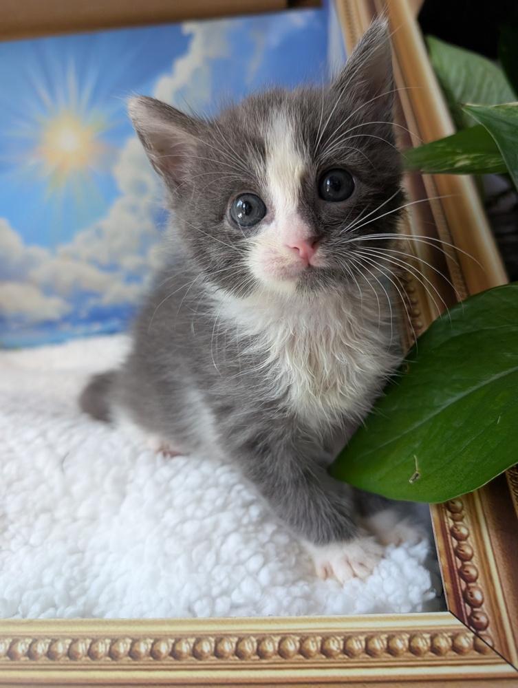 Enlarge Mouse, a Adoptable Domestic Short Hair in Fremont, CA image 5/5