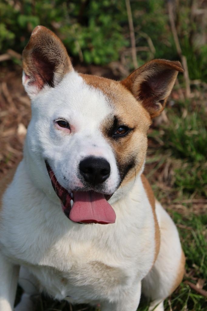 Big Larry, Adoptable, Young Male Mixed Breed.