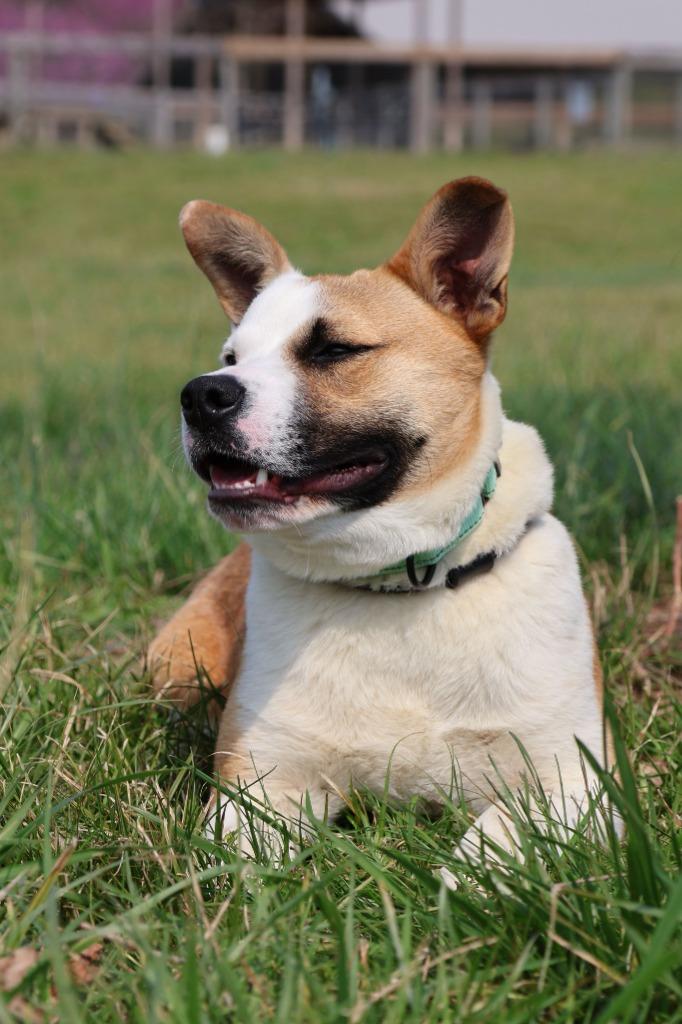 Big Larry, a Adoptable mixed breed in Columbia, TN image 1/6