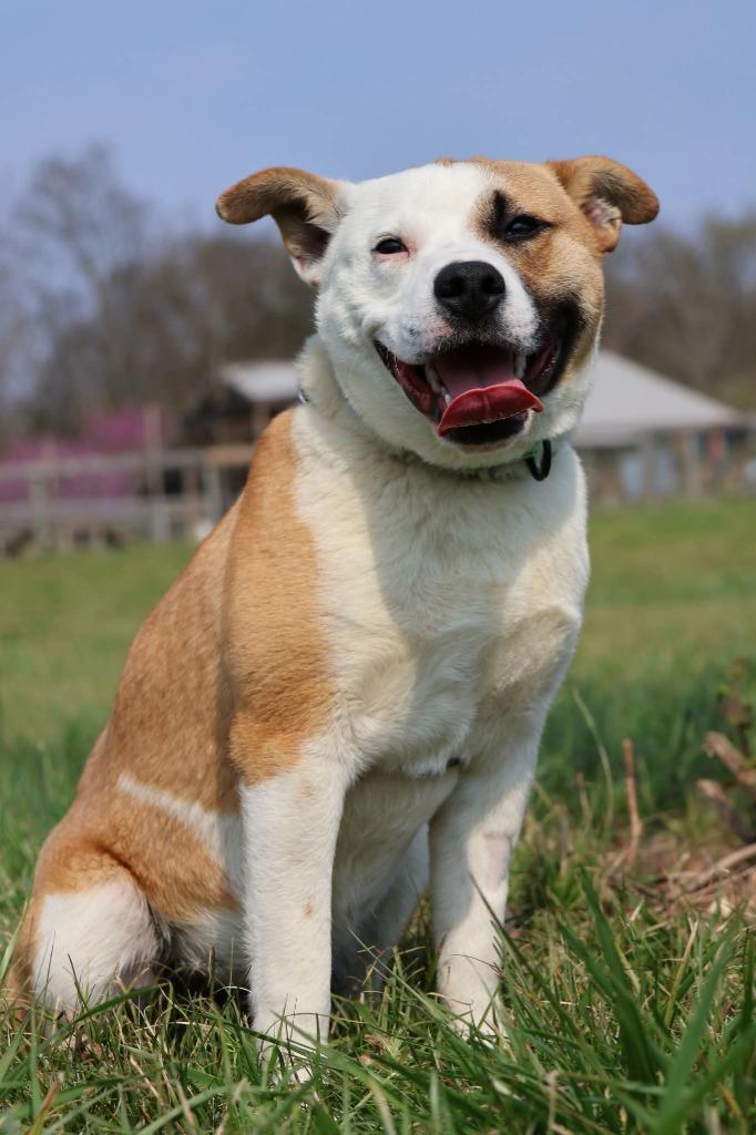 Big Larry, a Adoptable mixed breed in Columbia, TN image 2/5