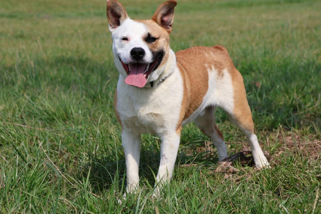 Big Larry, a Adoptable mixed breed in Columbia, TN image 3/5