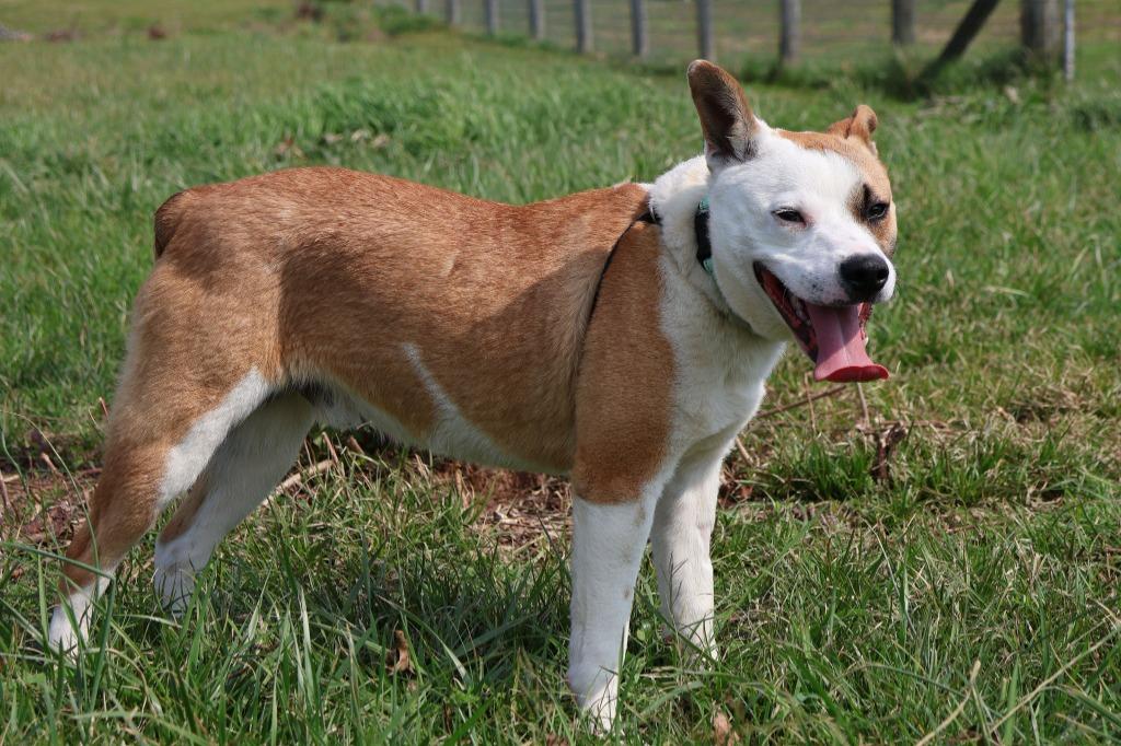 Big Larry, a Adoptable mixed breed in Columbia, TN image 5/5