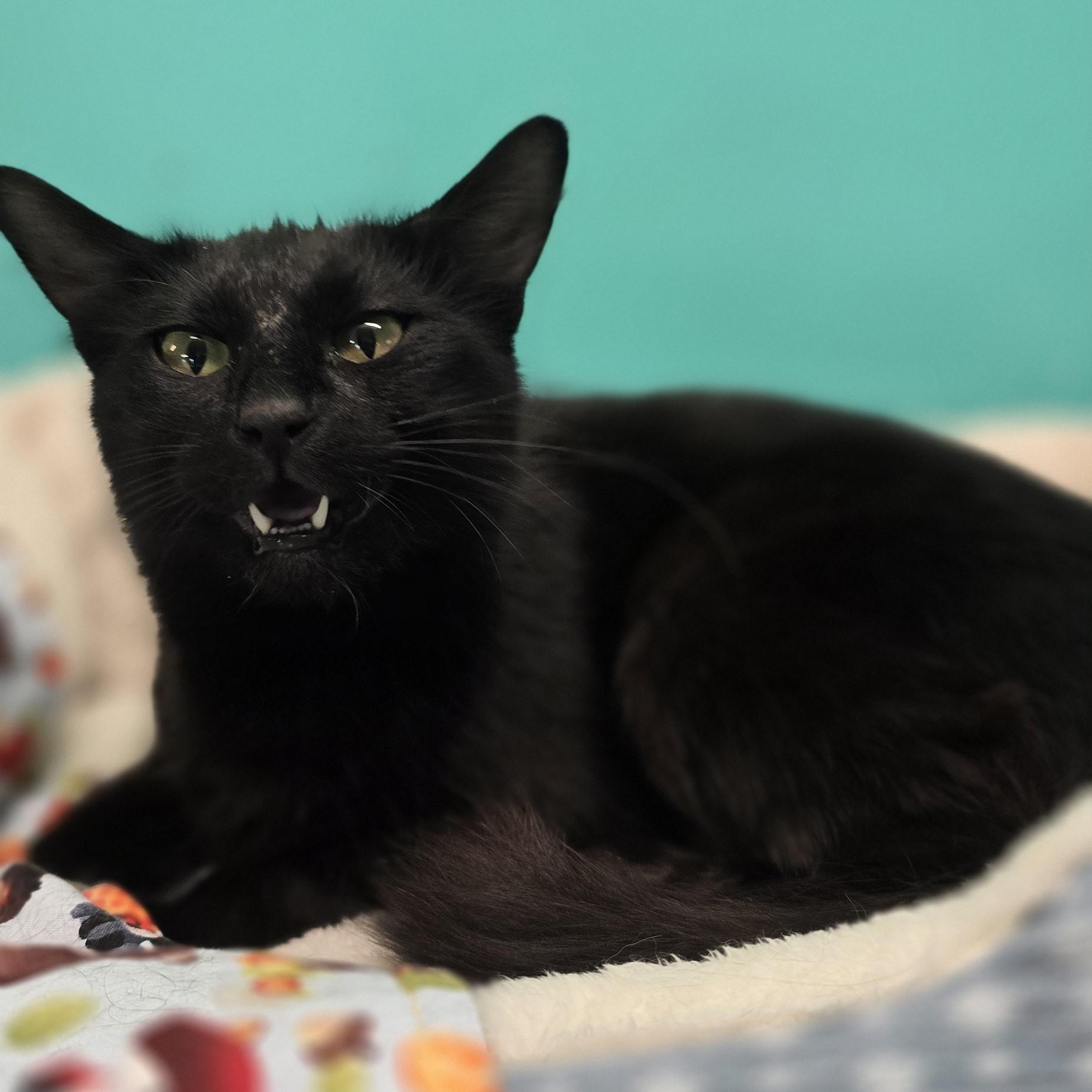 Valley, ADOPTABLE, Adult Female American Shorthair.