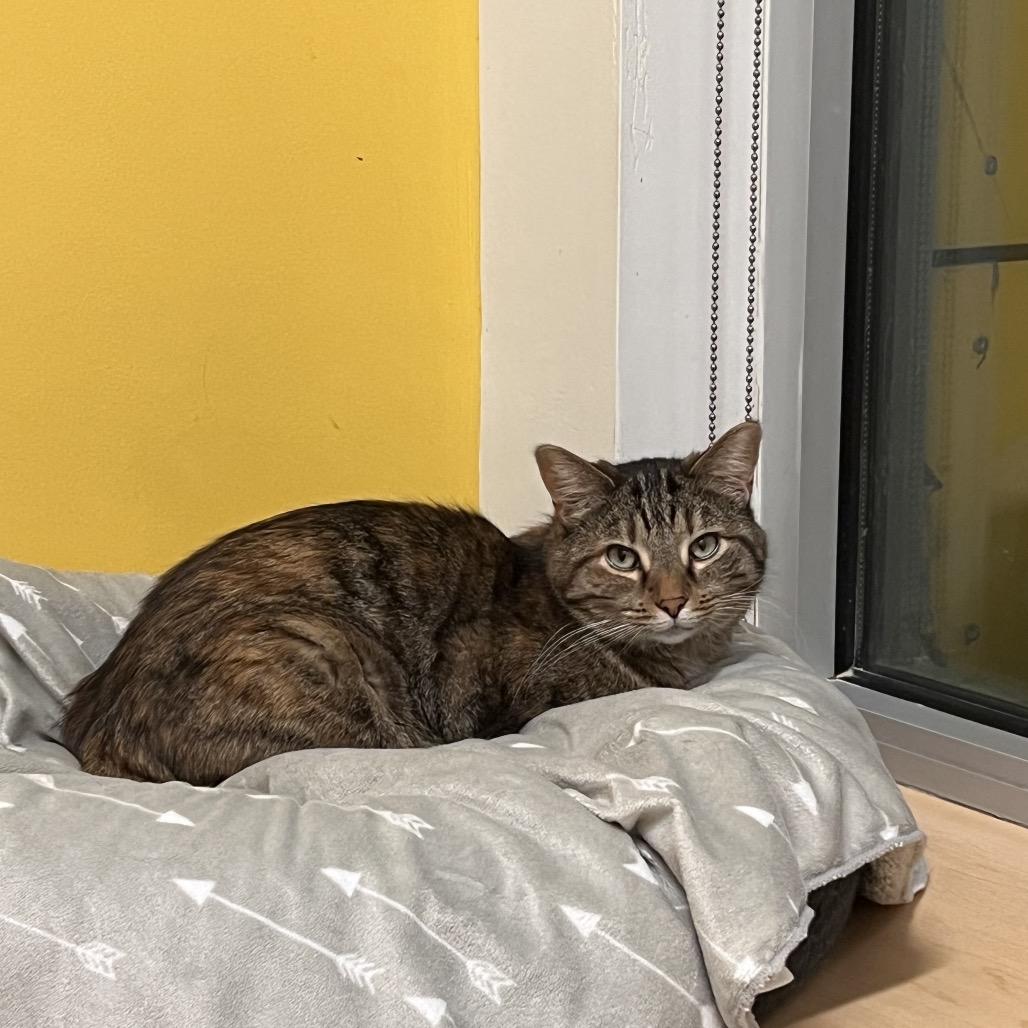 Lindey, Adoptable, Adult Female Domestic Short Hair.