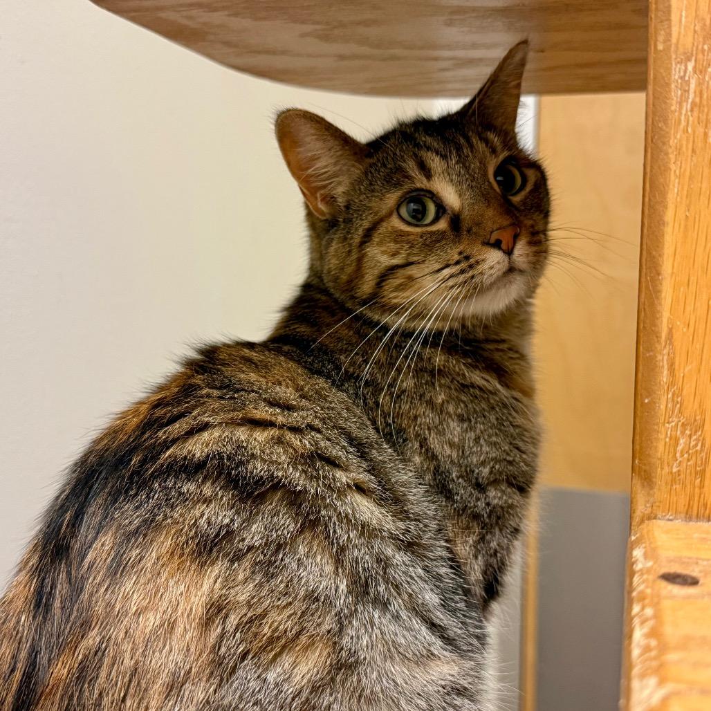 Lindey, a Adoptable Domestic Short Hair in Chicago, IL image 2/2