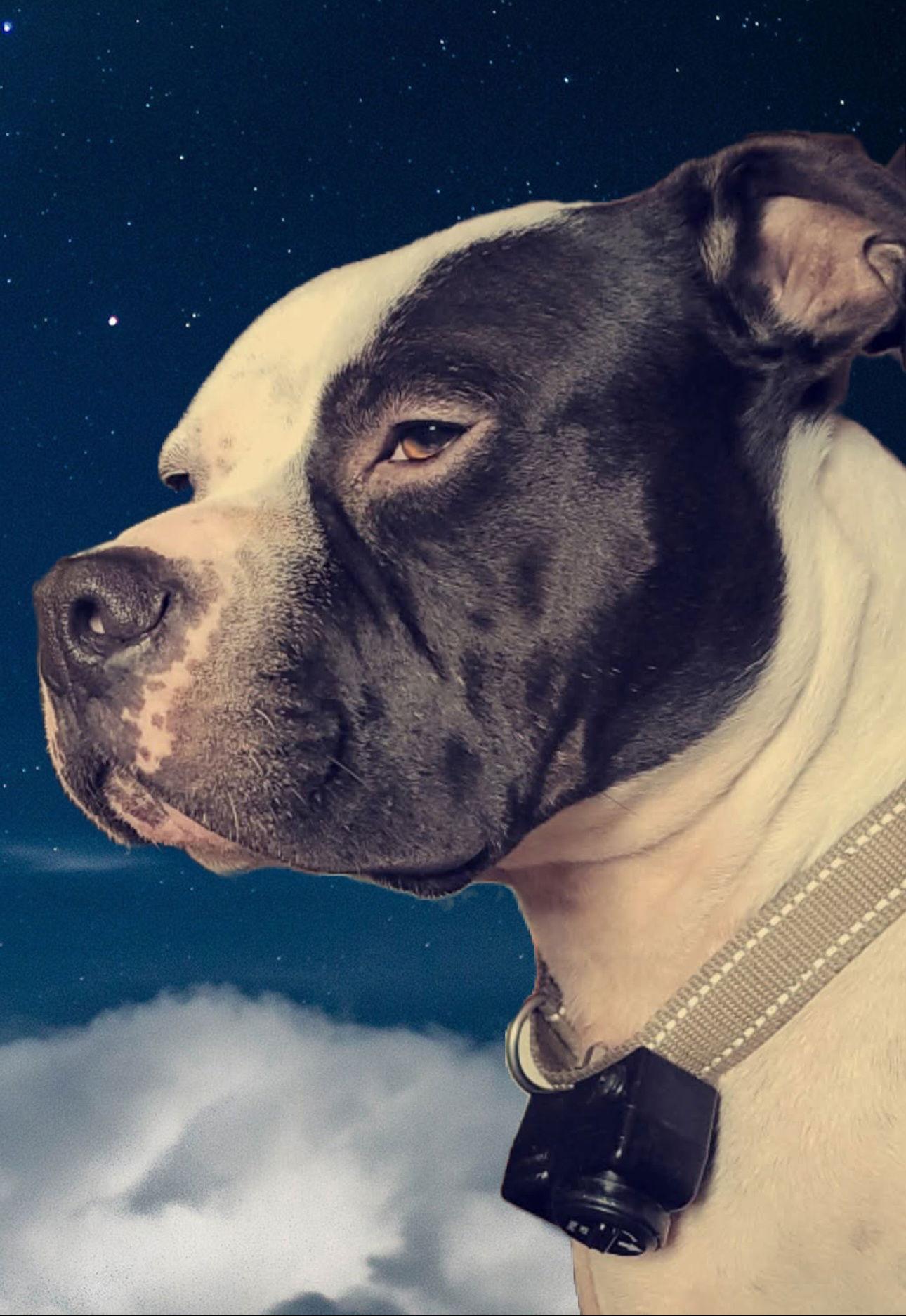 Cicero, a Adoptable American Staffordshire Terrier in Berkeley Springs, WV image 1/2