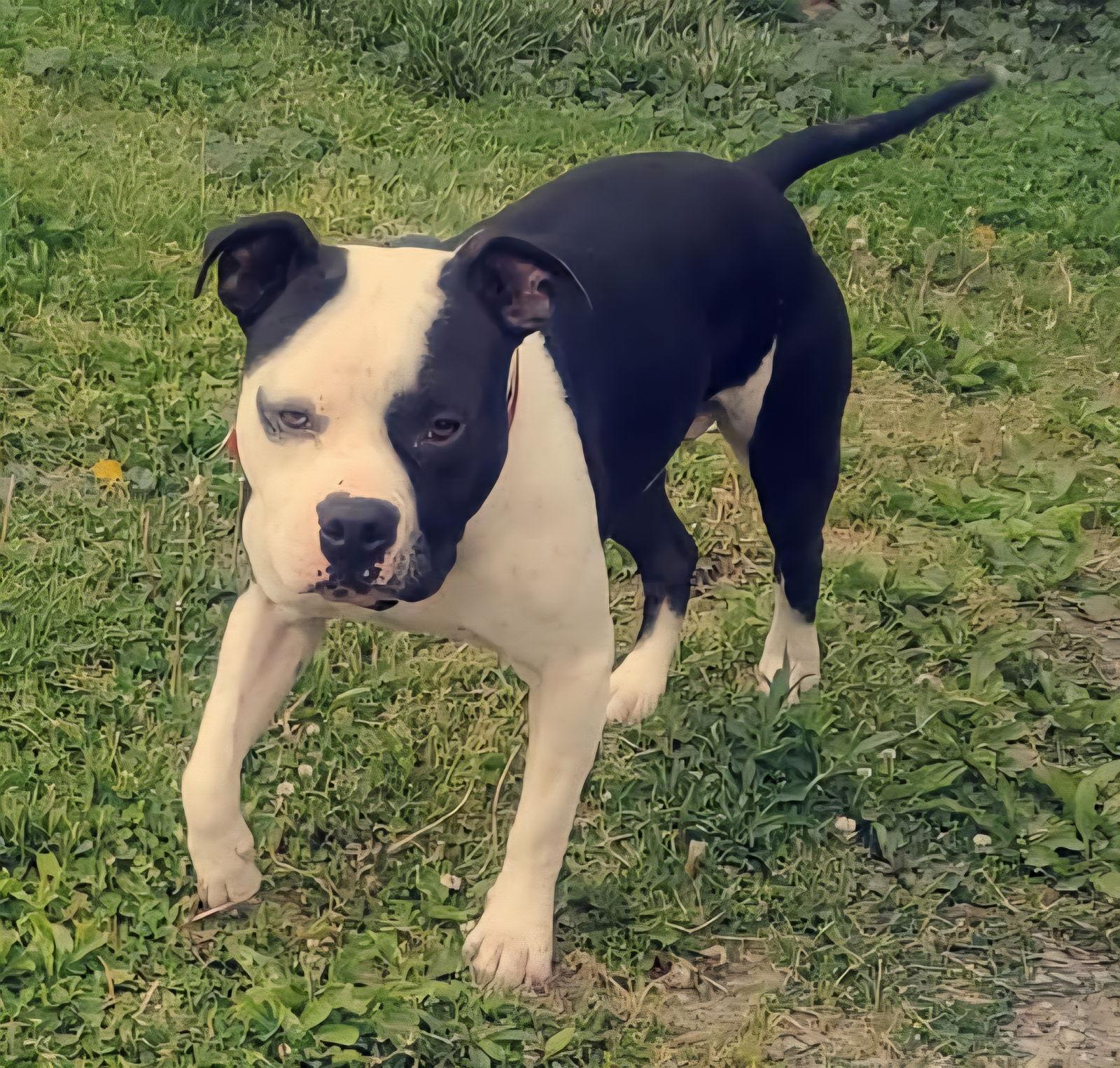 Cicero, a Adoptable American Staffordshire Terrier in Berkeley Springs, WV image 2/2