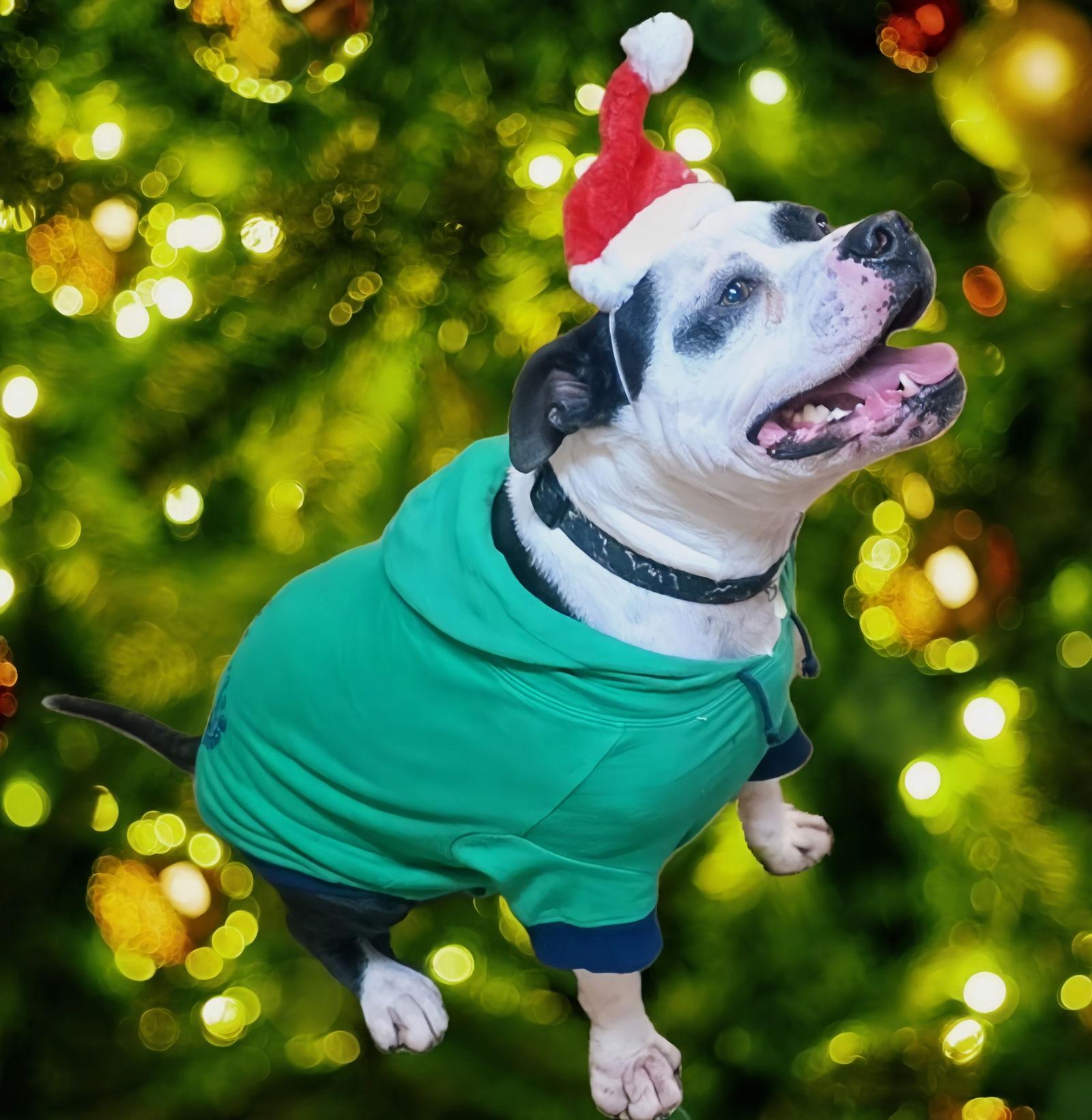 Cicero, a Adoptable American Staffordshire Terrier in Berkeley Springs, WV image 2/3