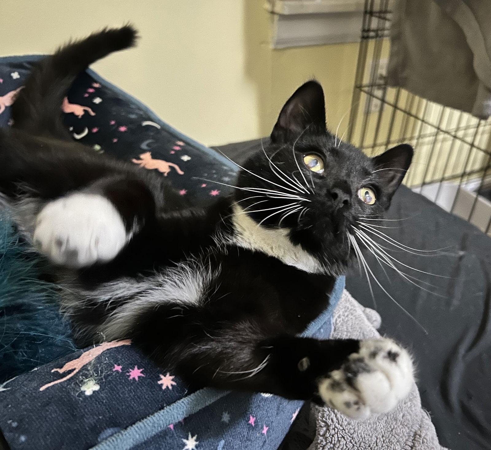 Enlarge Lola, a Adoptable Domestic Short Hair in Livonia, MI image 1/3