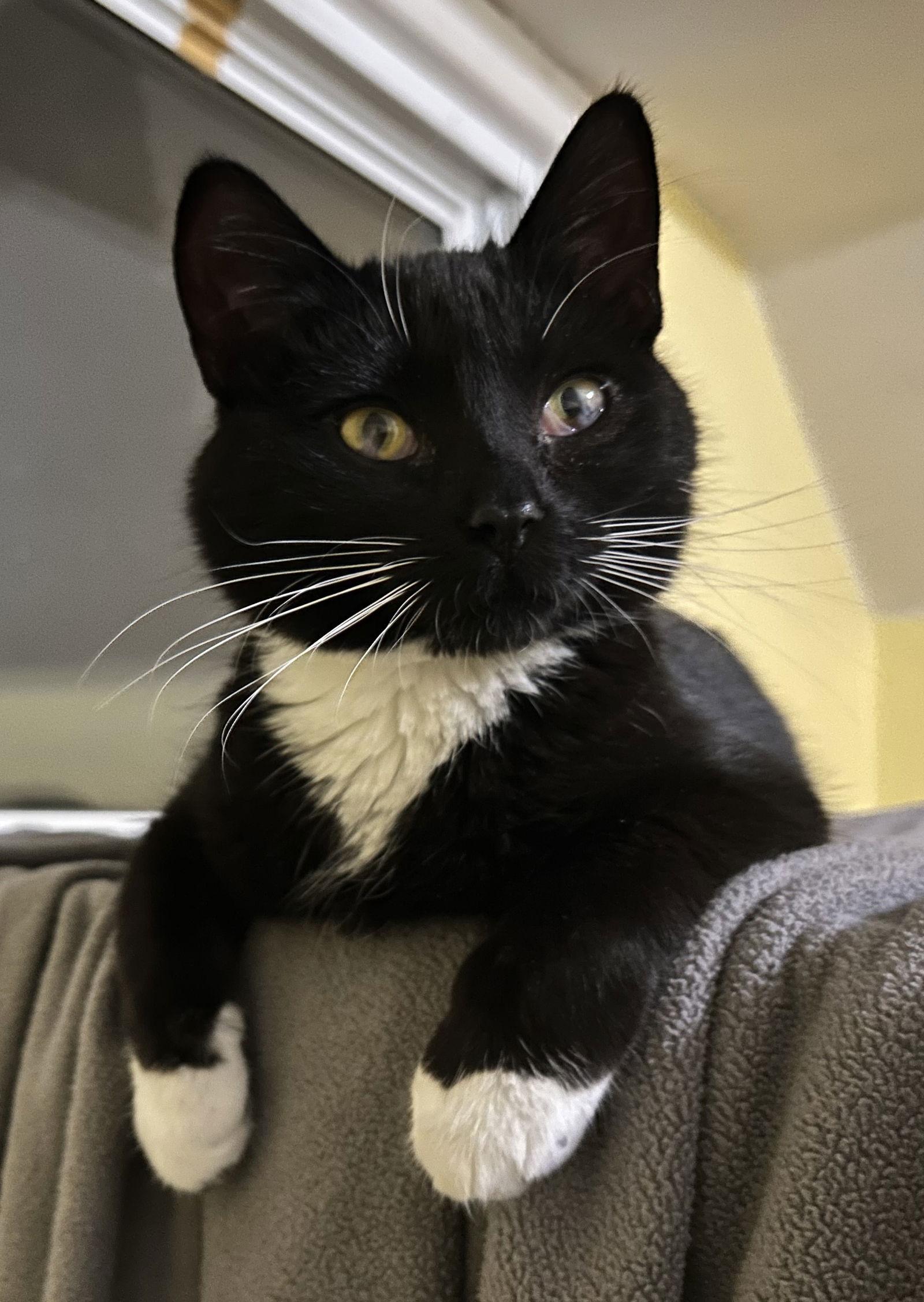 Enlarge Lola, a Adoptable Domestic Short Hair in Livonia, MI image 2/3