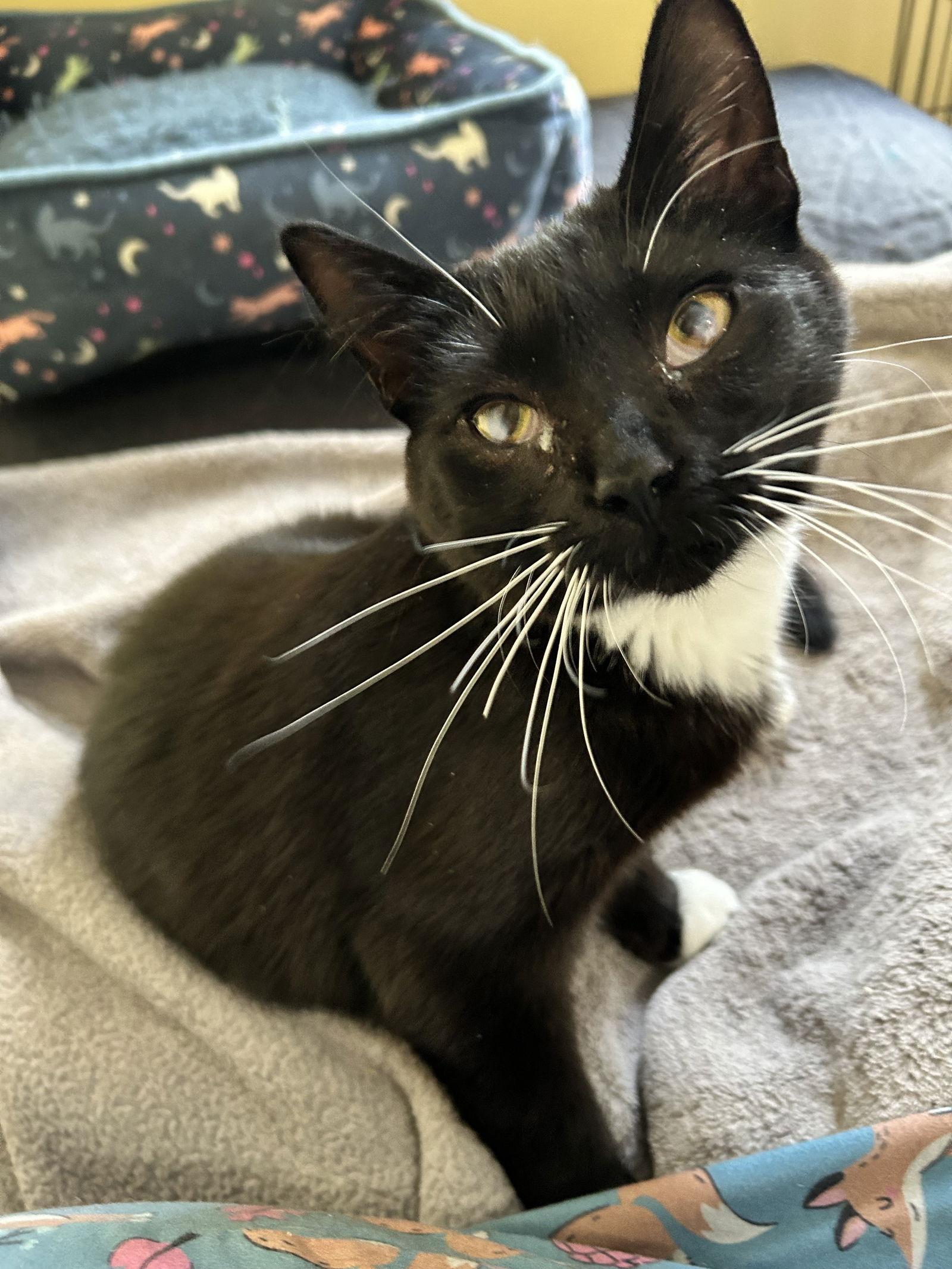 Enlarge Lola, a Adoptable Domestic Short Hair in Livonia, MI image 3/3