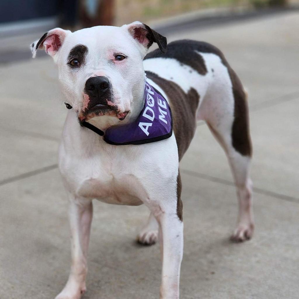 Penny Jo, Adoptable, Senior Female American Staffordshire Terrier.