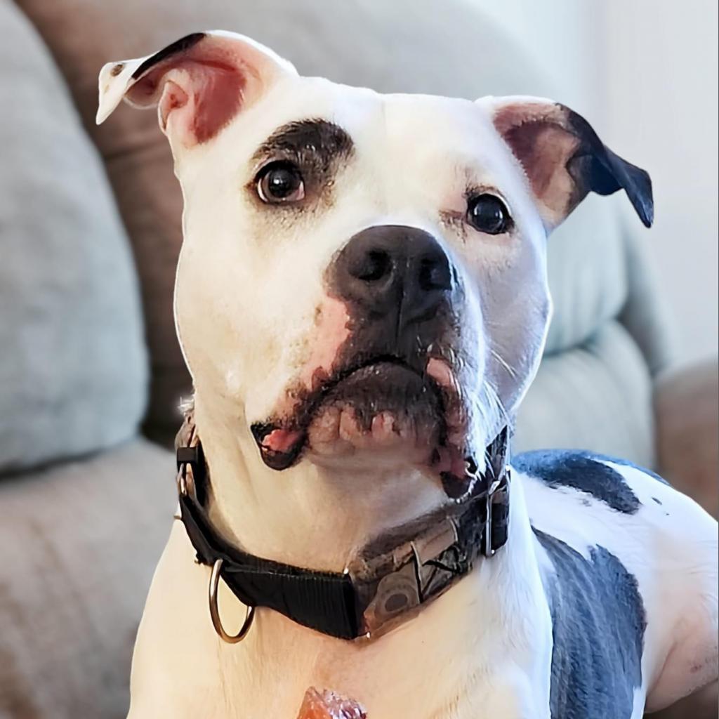 Penny Jo, a Adoptable American Staffordshire Terrier in Zimmerman, MN image 3/6