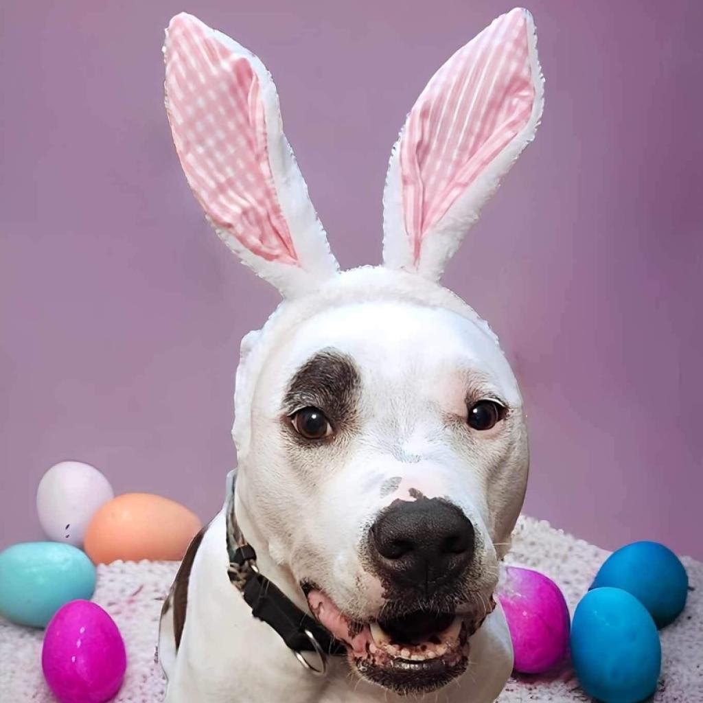 Penny Jo, a Adoptable American Staffordshire Terrier in Zimmerman, MN image 4/6