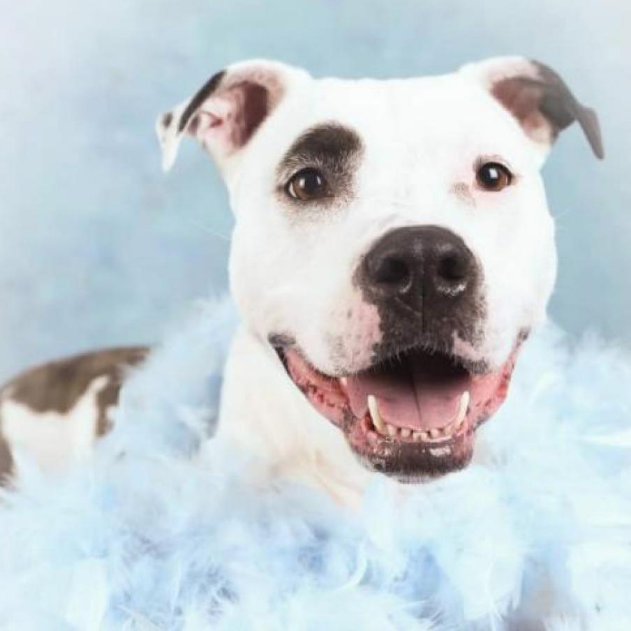 Penny Jo, a Adoptable American Staffordshire Terrier in Zimmerman, MN image 6/6