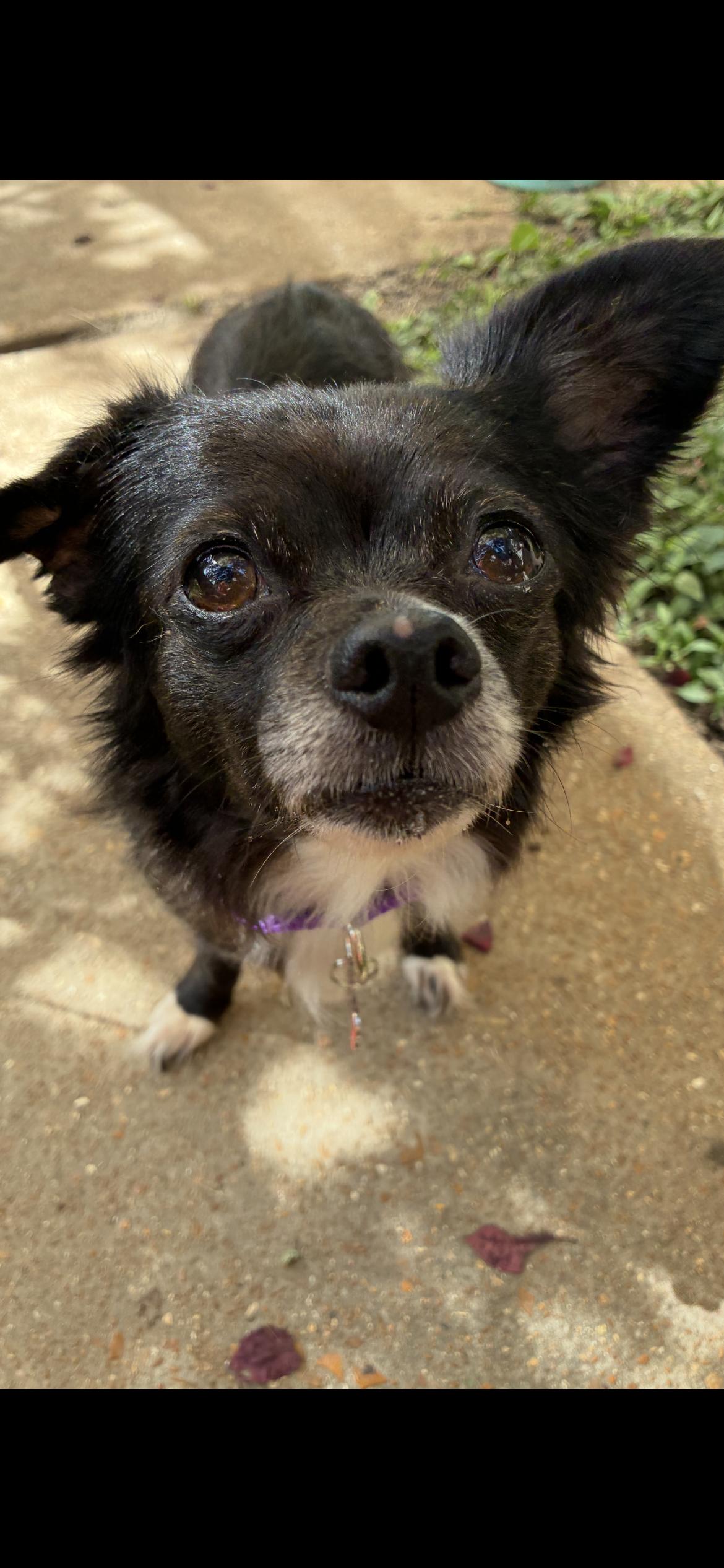 Enlarge Sassafrass, a ADOPTABLE mixed breed in Saint Louis, MO image 2/3