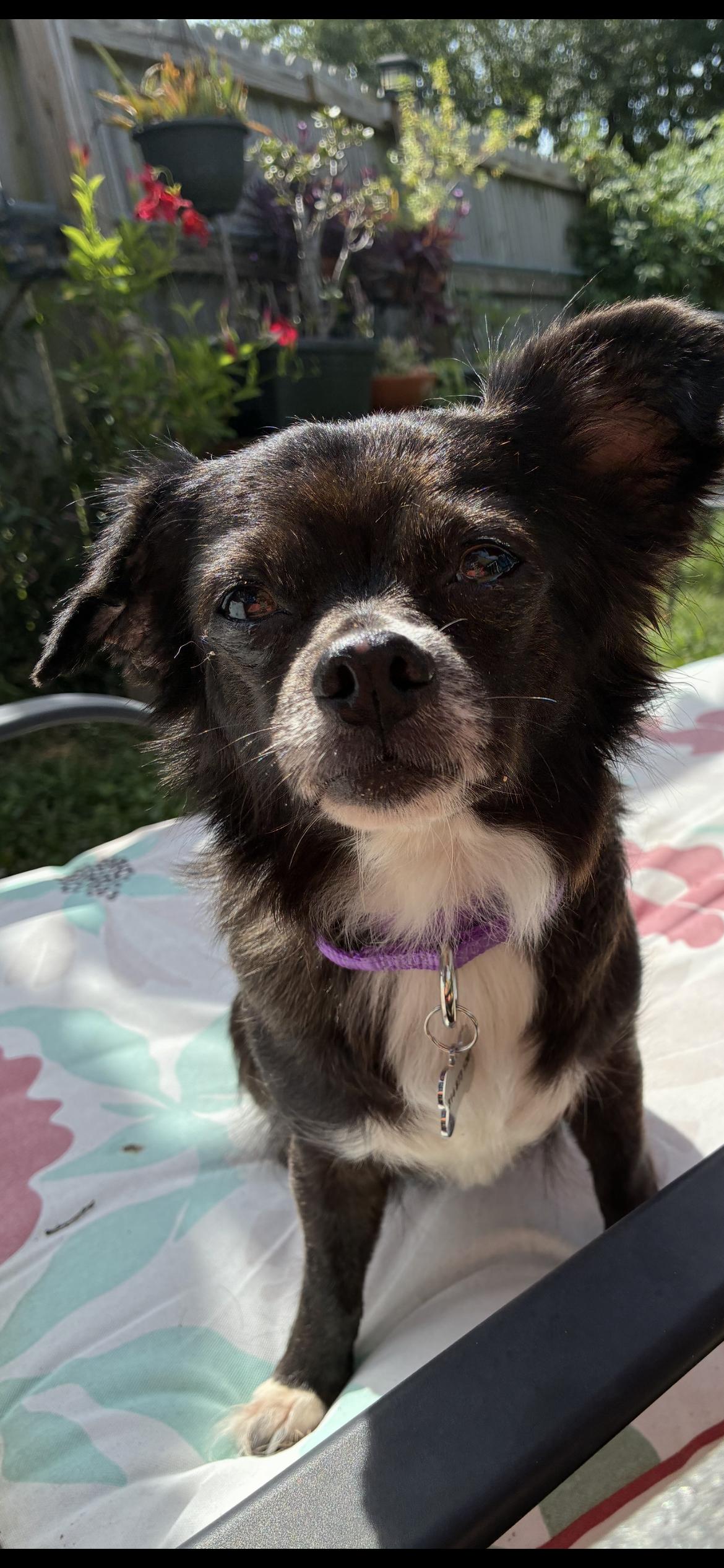 Enlarge Sassafrass, a ADOPTABLE mixed breed in Saint Louis, MO image 1/3