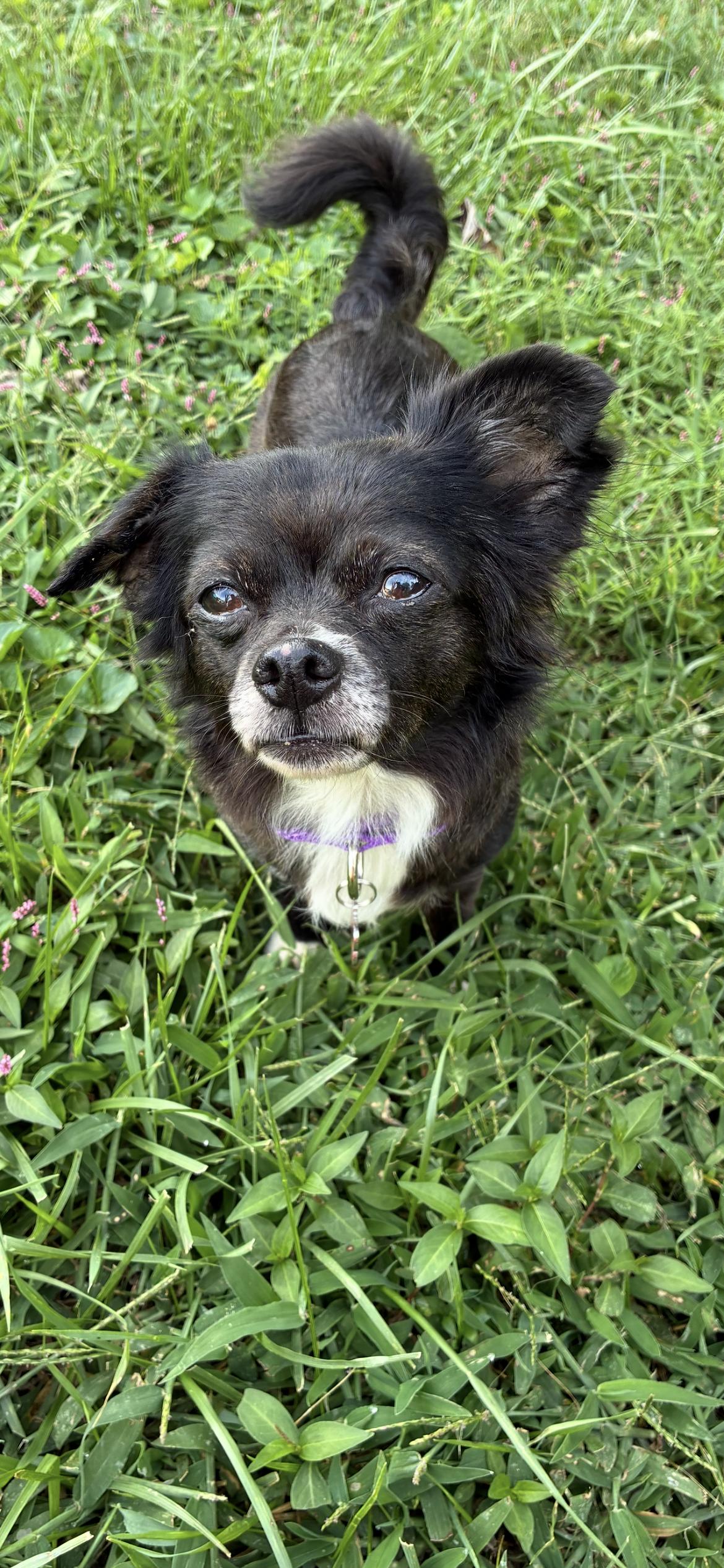 Enlarge Sassafrass, a ADOPTABLE mixed breed in Saint Louis, MO image 3/3