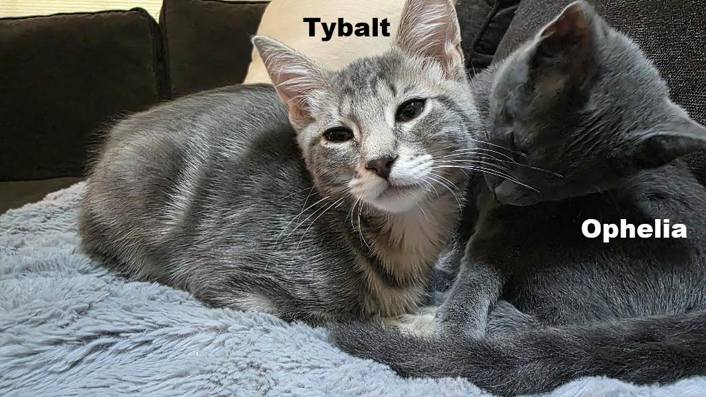 Enlarge Tybalt, a Adoptable Domestic Short Hair in Rockville, MD image 1/3