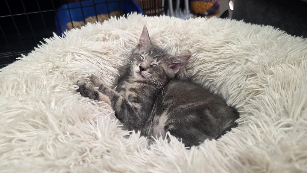 Enlarge Tybalt, a Adoptable Domestic Short Hair in Rockville, MD image 2/3