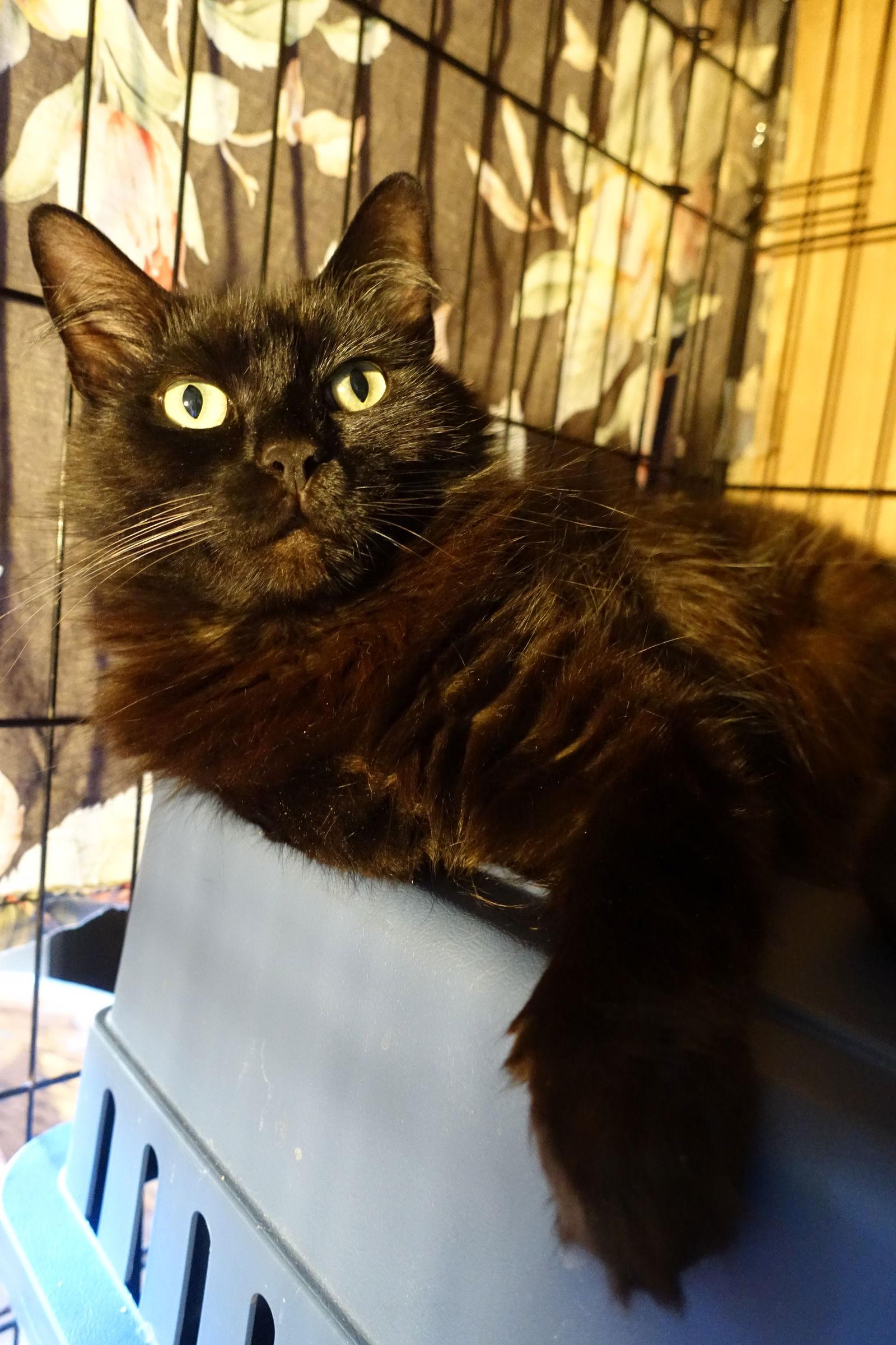 Sweet Bella! Really Nice! Look At Her Kittens!