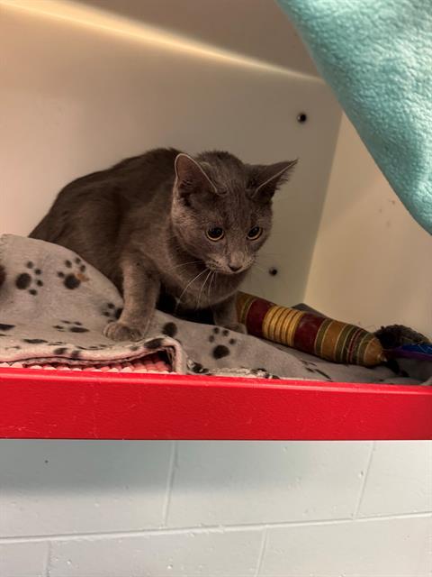 LEPRECHAUN, Adoptable, Young Female Domestic Short Hair.